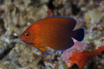 Centropyge ferrugatus (Îngerul pitic ruginit)