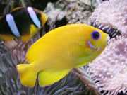 Centropyge flavissimus Galben