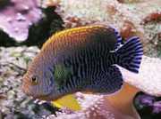 Centropyge potteri Înger de mare roșu