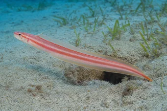 Cepola rubescens (Pește Trenia)