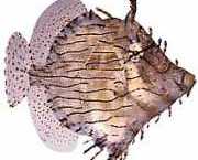 Chaetoderma penicilligera Ornat-legat