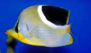 Chaetodon ephippium Pește Papillon Black Spot