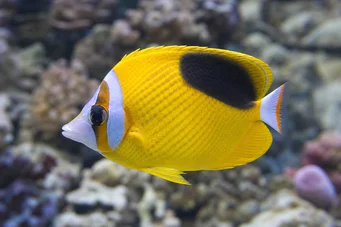 Chaetodon ephippium Pește Papillon Black Spot