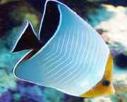 Chaetodon larvatus Pește papillon mascat