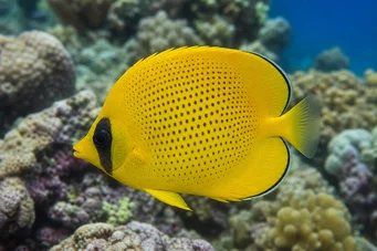 Chaetodon miliaris Scurtă lămâie