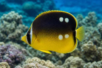 Chaetodon quadrimaculatus (Patru pete)
