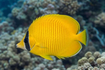 Chaetodon semilarvatus