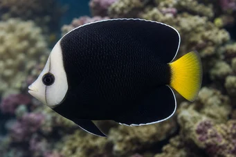 Chaetodontoplus melanosoma