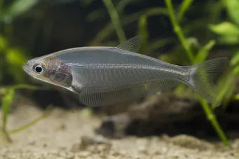 Chanda ranga (Peste de sticla)