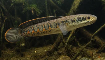 Channa micropeltes (Capul de șarpe)