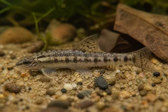 Characidium brevirostre Caracidium scurt