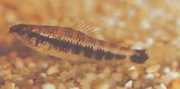Characidium fasciatum Characidium fascinat