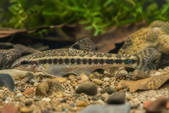 Characidium fasciatum Characidium fascinat