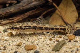 Characidium sp. aff. fasciatum (Rio Tetrager Negro)