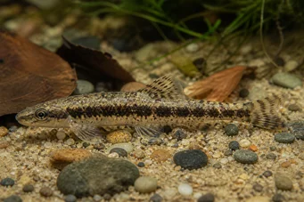 Characidium steindachneri Tetrager reperat