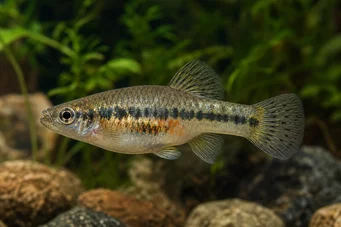 Characodon audax
