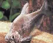 Charax tectifer Battleship Charax