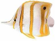 Chelmon rostratus Chelmon cu cioc slab