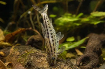 Chilodus punctatus Cu susul în jos