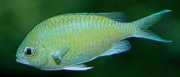 Chromis caerulea Crom verde