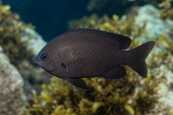 Chromis chromis Castoglă