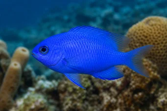 Chromis cyanea Doamnă tânără albastră