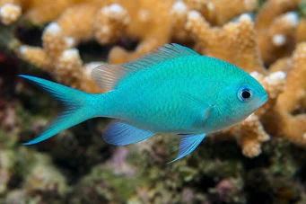 Chromis viridis (Castoglă verde)