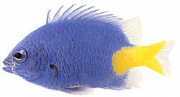 Chrysiptera parasema Doamnă albastră cu coadă galbenă