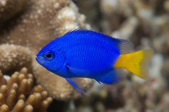 Chrysiptera parasema Doamnă albastră cu coadă galbenă