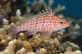 Cirrhitichthys oxycephalus Fluffy cu cap fin