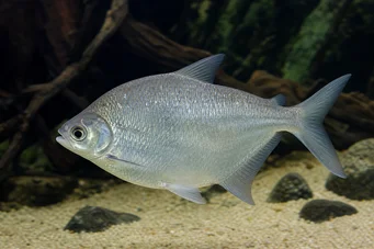 Citharinus citharus (Rahat din spate mare)