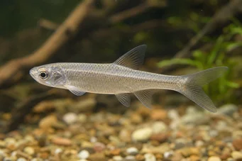 Coelurichthys microlepis Tetra Crutor cu cântare mici, Barberos