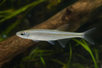 Coelurichthys tenuis (Tetra a ținut, Tetra-Barberos)