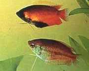 Colisa chuna Pachete chuna