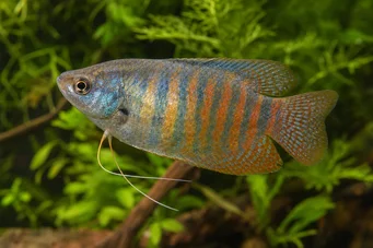 Colisa fasciata
