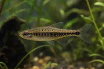 Copeina guttata (Copéina roșie)