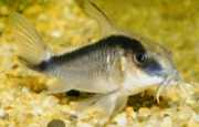 Corydoras arcuatus Corydoras arcuit