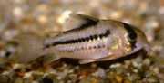 Corydoras axelrodi Corydoras d'Oxelrod