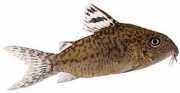 Corydoras elegans Corydoras armat