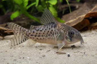 Corydoras latus (Corydoras cu reflecție)