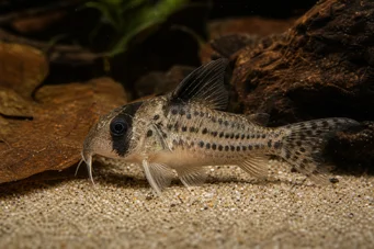Corydoras melanistius Corydoras, excavator, doamnă de curățare