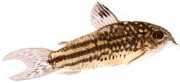 Corydoras napoensis Corydoras napoensis