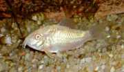 Corydoras paleatus albinos Corydoras paleatus albinos