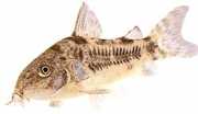 Corydoras paleatus Piperat