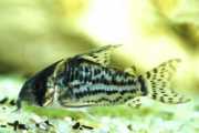 Corydoras schwartzi Corydoras cu cinci trupe