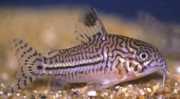 Corydoras trilineatus Corydoras cu trei bandă