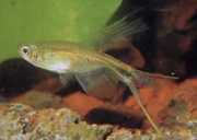 Corynopoma riisei Corynopoma pitic, Sword Tetra