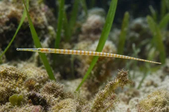 Corythoichthys flavofasciastus (Pește galben band)