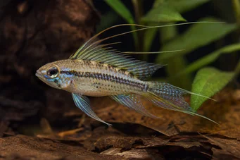 Crenicara filamentosa (Grila cichlid)
