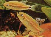 Crenuchus spilurus Crenuchus cu o pată caudal, tetra-flier